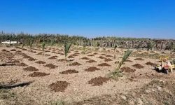 اجرای طرح‌های توسعه زیرساخت و جایگزینی نخیلات خوزستان با حمایت شرکت ملی نفت