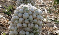 بارندگی شدید موجب توقف برداشت مقطعی پیاز شد