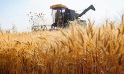 گندم‌کاران از کمباین‌های دارای معاینه فنی استفاده کنند