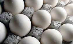 نگاهی به بازار تخم مرغ در اردیبهشت ماه