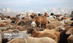دلار آرام شد، قیمت دام زنده کاهشی