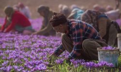 ایران و فائو در زمینه تولید زعفران پروژه جدید امضا کردند