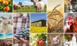 قیمت‌های جهانی مواد غذایی به کدام سو می‌رود؟