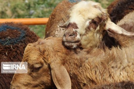 مدیرعامل اتحادیه مرکزی دام سبک کشور خبر داد: کاهش ۵۰ هزار تومانی قیمت دام زنده سبک نسبت به سال گذشته