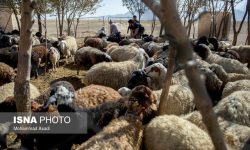 رئیس شورای تامین‌کنندگان دام کشور عنوان کرد بازار گوشت رقابتی می‌شود/ کاهشی شدن قیمت دام به زودی