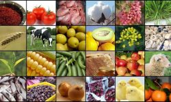 مرکز آمار اعلام کرد کاهش تورم کشاورزی و دامداری سنتی