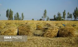 وعده‌ دولت برای تسویه طلب گندم‌کاران؛ منابع لازم پیش‌بینی شده است
