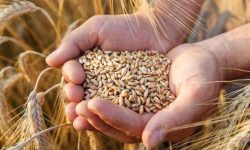 خرید تضمینی گندم به ۶.۳ میلیون تن رسید