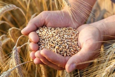 خرید تضمینی گندم به ۶.۳ میلیون تن رسید