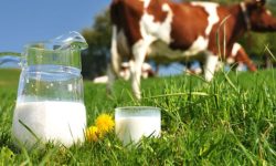 رئیس انجمن صنفی گاوداران ایران: ۱۱.۷ میلیون تن شیر خام سالانه در کشور تولید میشود