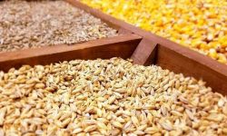 ضمانتی برای «خرید تضمینی» محصولات اساسی کشاورزی نیست؟