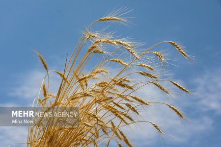 مدیرعامل بنیاد ملی گندم‌کاران در گفت‌وگو با مهر: ۱۱۶ همت از مطالبات گندم‌ کاران معوق شده است