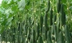 رئیس پیشین اتحادیه بارفروشان اظهار داشت: هفته آینده قیمت خیار کاهش می‌یابد/ ظرفیت بدون استفاده صادرات میوه