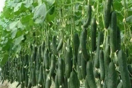 رئیس پیشین اتحادیه بارفروشان اظهار داشت: هفته آینده قیمت خیار کاهش می‌یابد/ ظرفیت بدون استفاده صادرات میوه