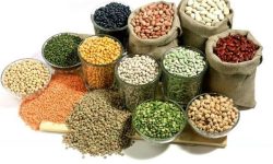 دبیر انجمن حبوبات به مهر اعلام کرد؛ کمبود «لوبیا سفید» و دپو ۵ هزار تن حبوبات در گمرک