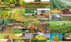 حذف شرط تازه بودن محصولات کشاورزی از فهرست کالاهای معاف از مالیات بر ارزش افزوده