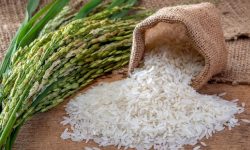 معاون وزیر جهاد کشاورزی اعلام کرد عرضه برنج با نرخ مصوب برای ایجاد ثبات در بازار