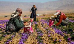 مدیرعامل موسسه توانمندسازی اقتصادی بنیاد علوی: ۱۵ هزار کسب‌وکار خانگی در مناطق محروم راه‌اندازی شد