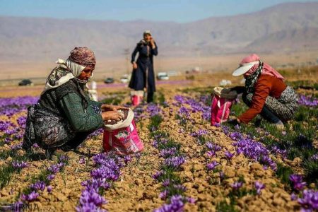 مدیرعامل موسسه توانمندسازی اقتصادی بنیاد علوی: ۱۵ هزار کسب‌وکار خانگی در مناطق محروم راه‌اندازی شد