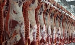 اکنون بین قیمت دام زنده وگوشت هیچ ارتباط منطقی وجود ندارد