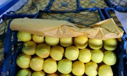 ذخیره ۲۰ هزارتن سیب و پرتقال برای تنظیم بازار میوه شب عید
