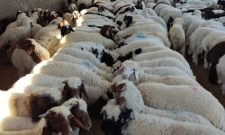رئیس شورای تأمین دام کشور عنوان کرد میزان ذخایر گوشت کشور بالا است/ ضرورت صادرات دام برای حمایت از تولید داخلی