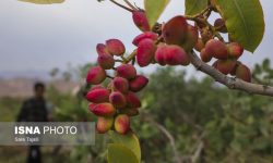 عضو هیئت امنای انجمن پسته ایران مطرح کرد چالش‌های صنعت پسته ایران در رقابت با رقیب آمریکایی