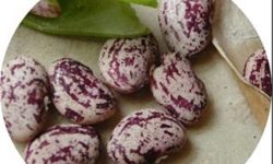 حباب ۳۰۰ هزار تومانی حبوبات در بازار یله