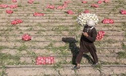 خرید توافقی پیاز از امروز آغاز می‌شود