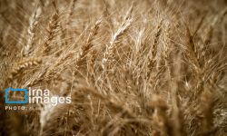 معاون وزیر جهاد کشاورزی: خرید تضمینی گندم به ۶.۷ میلیون تن رسید