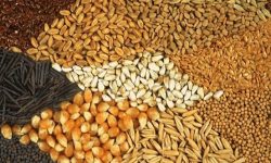 مدیرعامل اتحادیه تعاونی‌های کشاورزی دامداران خبر داد: نهاده های دامی در بازارگاه عرضه نمی شود