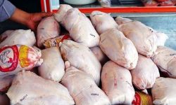 مدیرعامل شرکت پشتیبانی امور دام کشور خبر داد: آمادگی توزیع مرغ منجمد بر اساس نیاز استان‌ها