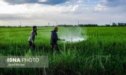 مدیرکل دفتر آفت‌کش‌های سازمان حفظ نباتات پاسخ داد ادغام سازمان حفظ نباتات با بخش‌های غیرتخصصی درست یا غلط؟