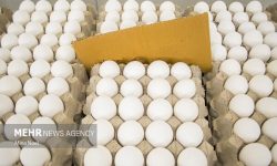 صعود قیمت تخم‌مرغ به ۵۰ هزار تومان در کمتر از یک ماه