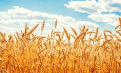 جلسه کارشناسی برای تعیین قیمت گندم امروز برگزار می‌شود