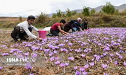 مرکز آمار اعلام کرد فعالیت ۴.۲ میلیون کشاورز در کشور/ ۶۰ درصد کشاورزان ۵۰ سال به بالا هستند